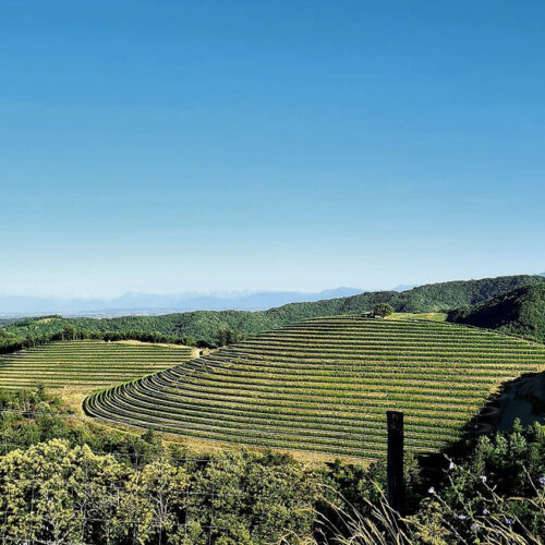 Orbis by Erzetic Erzetic Winery Landscape - Slovenia